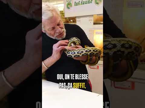 🐍 IL SE FAIT MORDRE PAR UN SERPENT … ET TU DOIS ABSOLUMENT VOIR ÇA #animaux #serpent  #nature