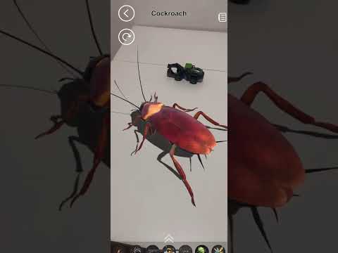 AR Insects