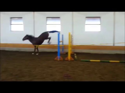 Vegano (Veganum by Laudanum x Casanova)