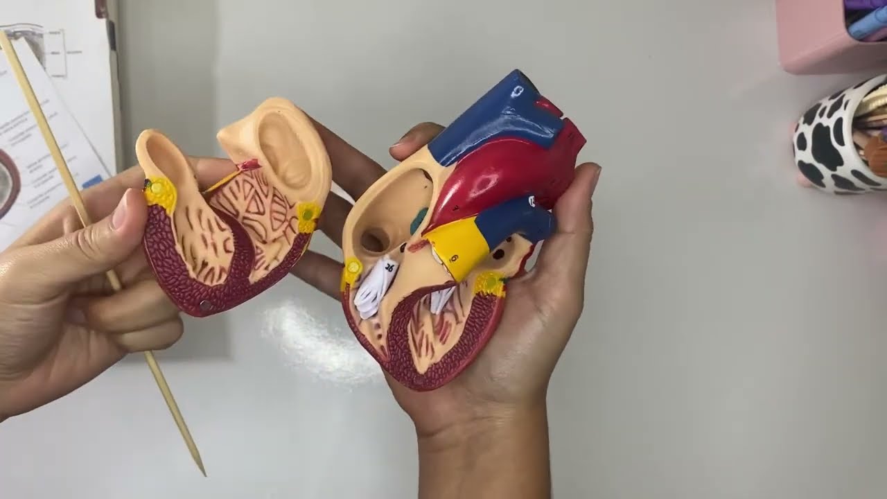 O coração 1 - aula prática com peça anatômica