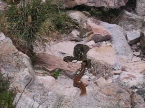 Snake Fight to the Death - Cape Cobra vs Puff Adder