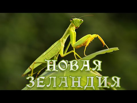 Новая Зеландия - Насекомые. #Документальный фильм.