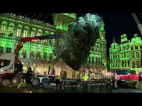 Arbeiter stellen einen 20 Meter hohen Weihnachtsbaum auf dem Grand Place in Brüssel auf