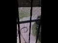 Loco