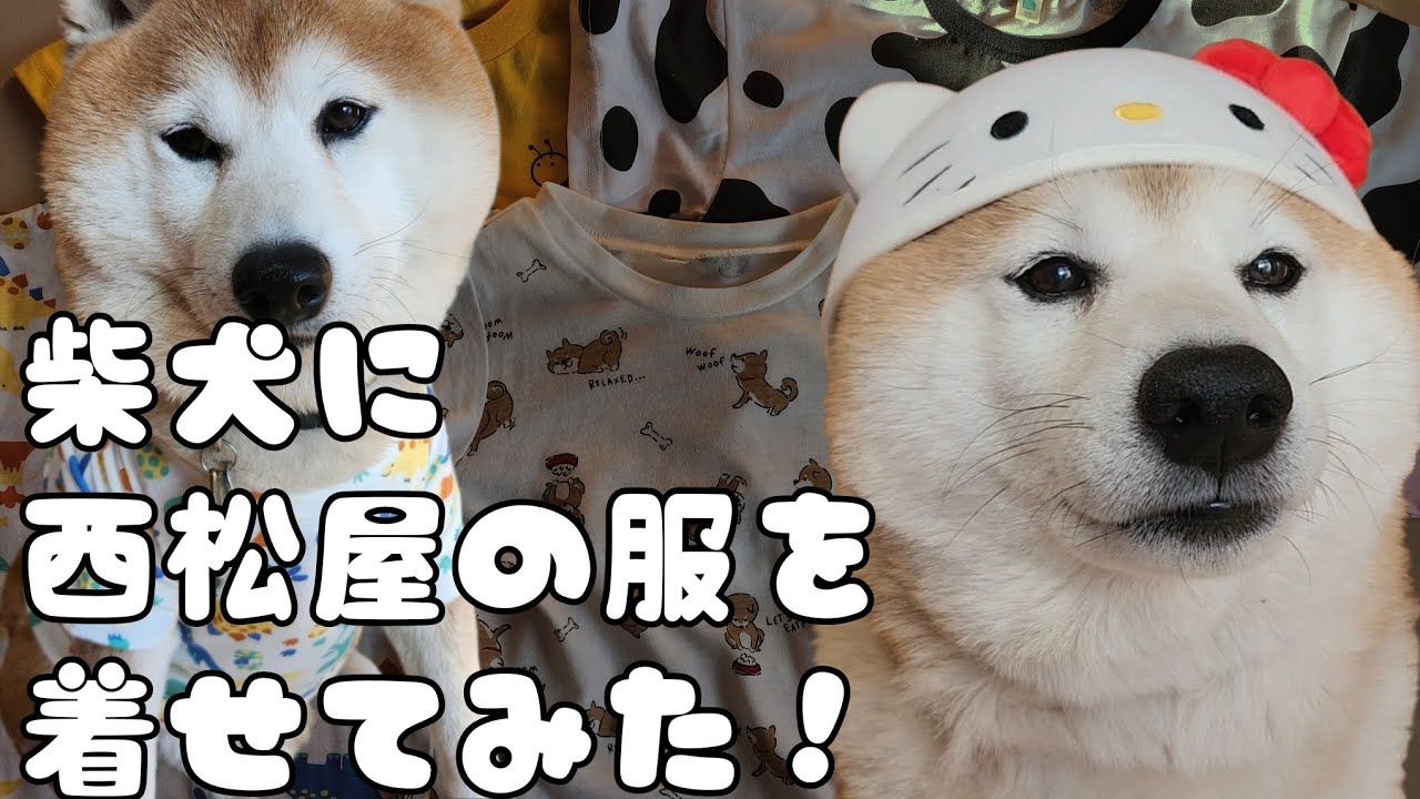 柴犬に西松屋の服を着せてみた！