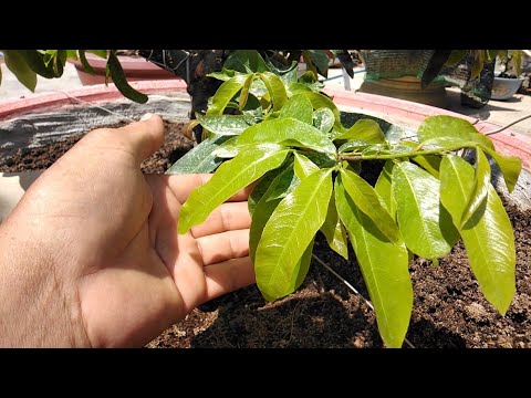 Có nên vô phân cho mai vàng khi ra đọt non hay không