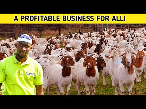 , title : 'Why Everyone Must START a GOAT Farming Business | 2023'