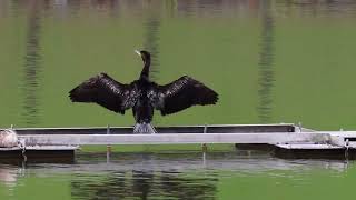 中央公園の川鵜
