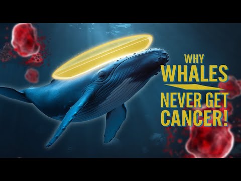 Why Don’t Whales Get Cancer?