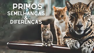 Gato Doméstico x Onça Pintada: Quais as Semelhanças e Diferenças?