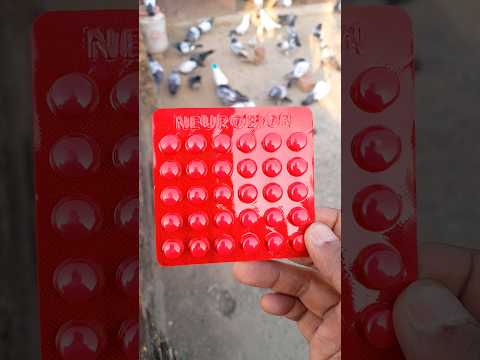 Neurobion kabutar ko goli khilai #viral #pigeon #cscpigeonslover