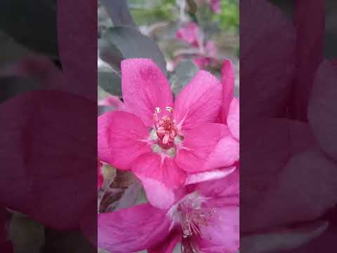 庭にどの果樹を植えますか