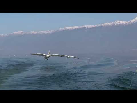 Dalmatian pelicans fly past boat on lake