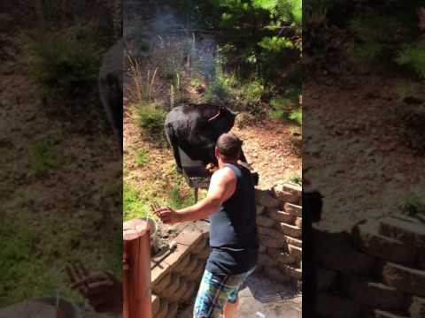 download lagu mp3 mp4 Black Bear Bbq Florida, download lagu Black Bear Bbq Florida gratis, unduh video klip Black Bear Bbq Florida