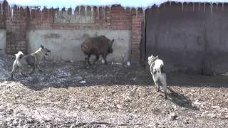 preview picture of video 'Западно сибирские лайки Гром и Белка'