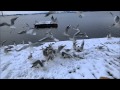 Hungry Seagulls Squawk And Scrap For Food