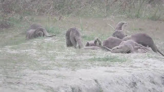 bardia nationa park otters video by bardia kingfis