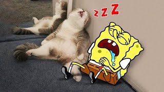 Aww, Melt your Heart!! Funny Cat Sleeping vs Spongebob 😾🐶 Funniest Cats And Dogs Videos