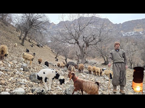 Nomadic life in the heart of winter: caring for sheep in oak forests