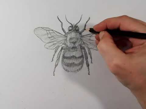 Рисуем шмеля поэтапно
