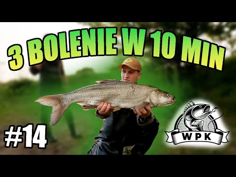 Rzeczne bolenie. Okienko żerowania. #14