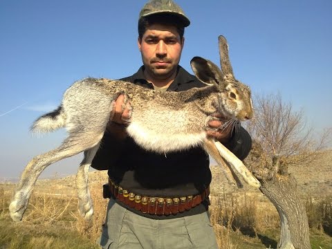 TAVŞAN AVI 01,Hare Hunting, , yataktan taşla kaldırılışı-кролик охота- Caccia alla lepreأرنب صيد-