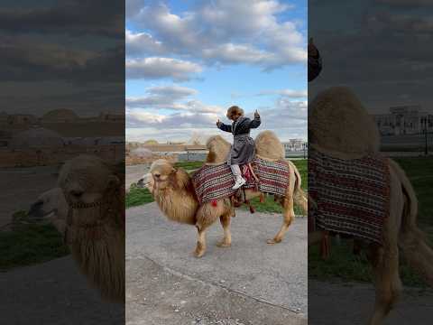 How is it to ride a camel in Turkistan Kazakhstan 🇰🇿? #shorts