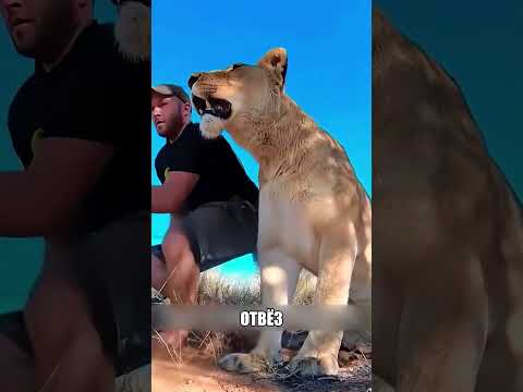 Львица доверила мужику свою СЕМЬЮ🦁❤️