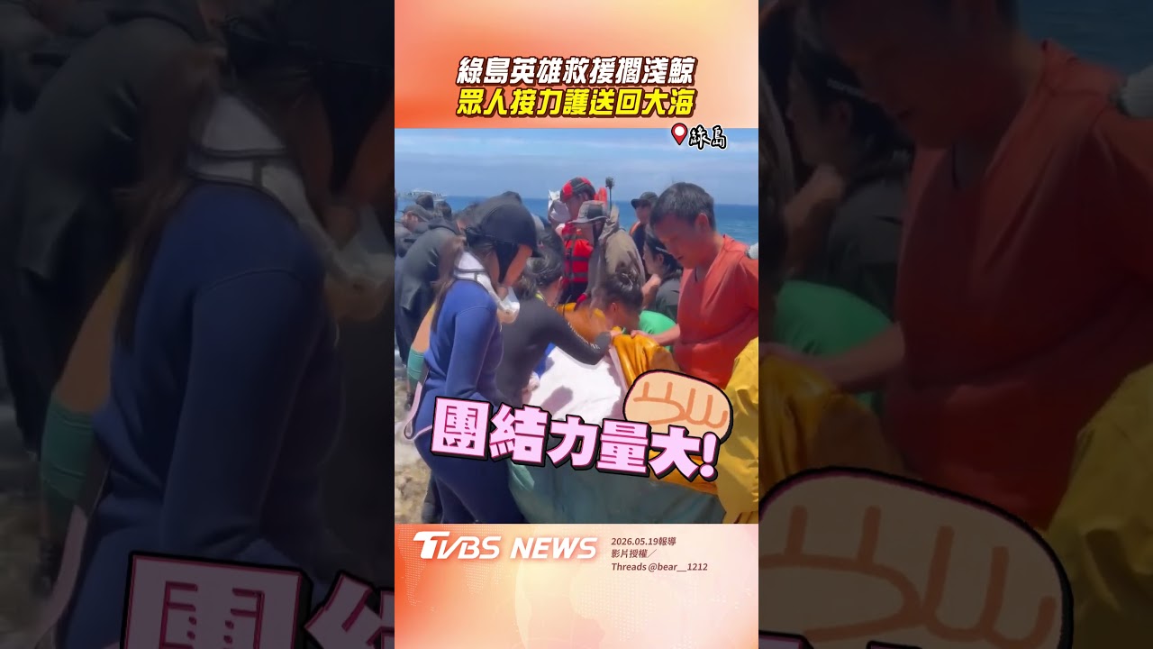 影音/綠島岸邊驚見「中喙鯨擱淺」 英雄們「合力救援」護送回大海