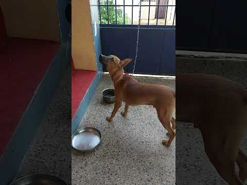 KOMBAI/ KOMBAI KABILAN / TRAINING VIDEO