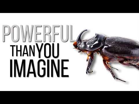 TOP-10 | Most Powerful Animals In The World | Powerful Animals