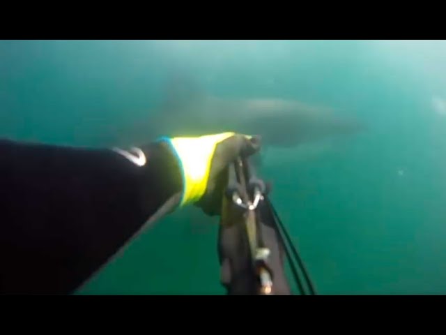 KID ATTACKED BY SHARK VIDEO - real or fake?