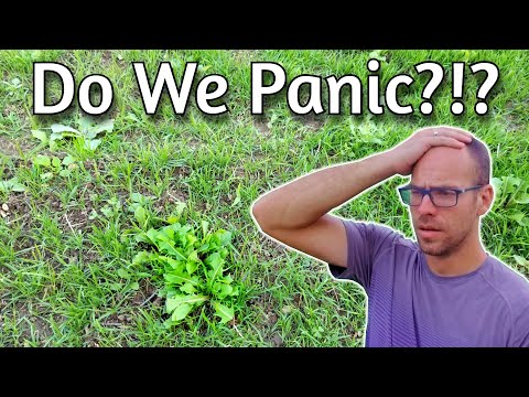 Weeds Growing In New Grass Seed | Is It Ruined??