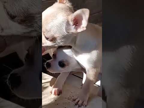 Vendita Cuccioli di Chihuahua toy