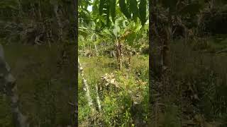 Download lagu jalan jalan di kebun kopi mp3