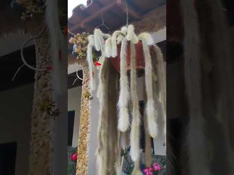 Casa. ❤️ #minasgerais #vidanaroça #joanésia #sitio #casademae