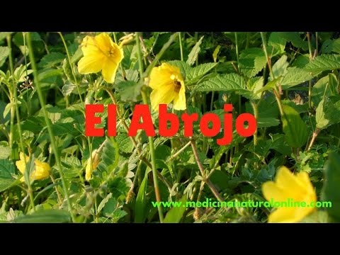 EL ABROJO – AFECCIONES HEPATICAS, VIAS URINARIAS, FARINGITIS