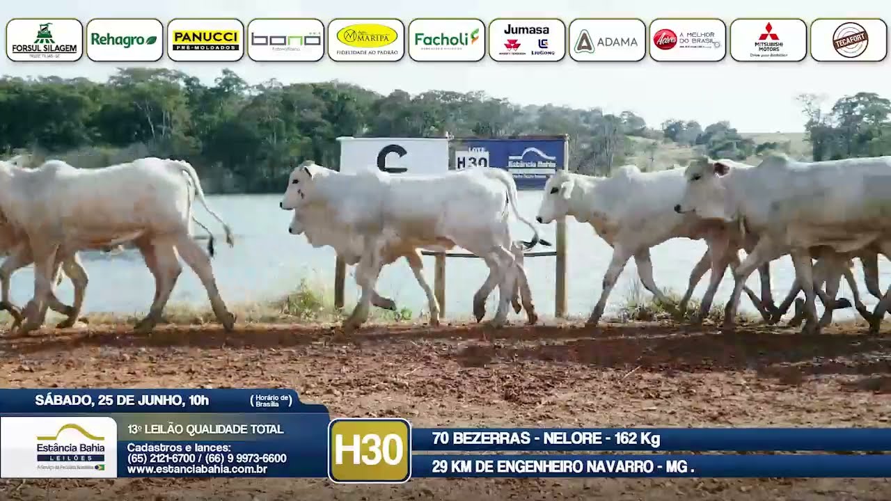 Vídeo LOTE H30 - 13º Leilão Qualidade Total 2022