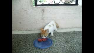 preview picture of video 'The wild momma cat and its very people shy kitten. Maligaya, Tarlac, Philippines'