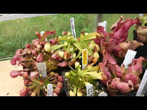 Carnivorous Plant greenhouse tour 28/04/18