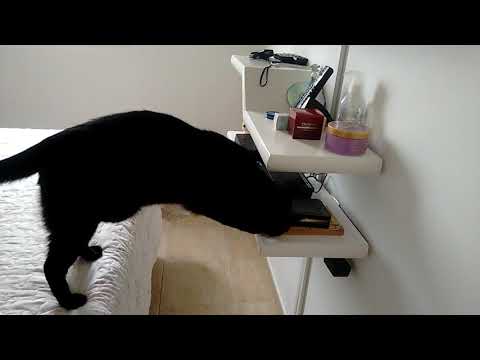 Gato atendendo o telefone