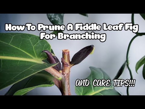 Fiddle Leaf Fig Pruning WITH 7 NEW BRANCHES! | Plant Care Tips Too