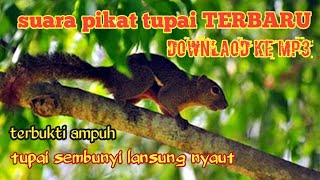 Download lagu suara tupai pikat mp3 Download lagu suara tupai pikat mp3