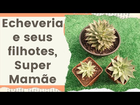Echeveria Paniculata, Punita & Gila • Lelis com Amor