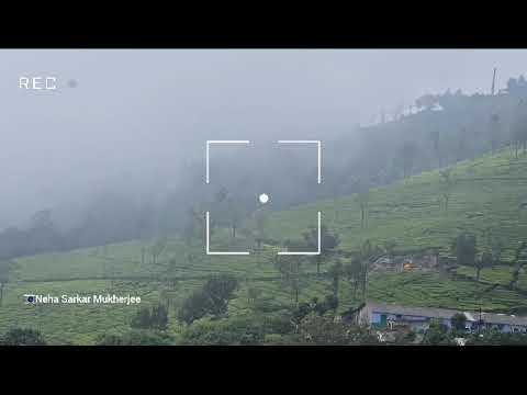 Singara Tea Estate, Coonoor #Shorts #Nature #TeaNest #Coonoor #TeaEstate