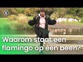 Waarom staat een flamingo op één been? | Vragen van Kinderen