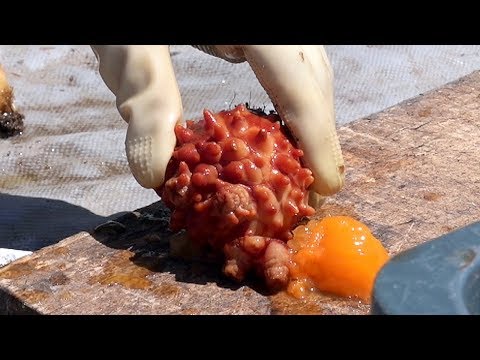 Sashimi de frutos do mar exclusivo / Vila das mergulhadoras (Haenyeo Chon) / Comida de rua coreana