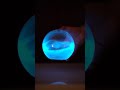 The bioluminescent plant-plankton (algae) in the Bio-Orb