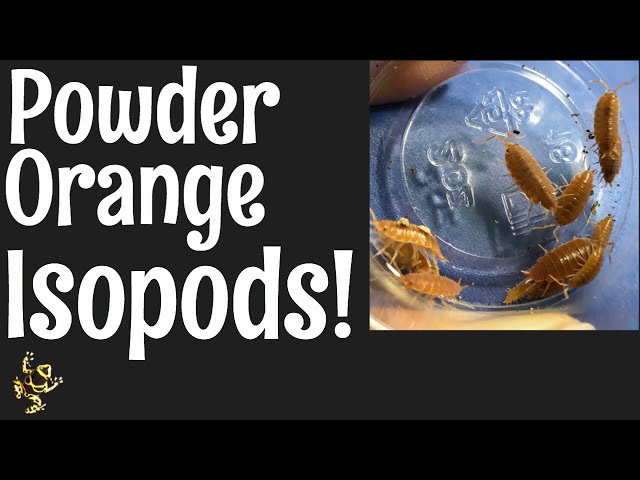 إيزوبود بودر أورنج – Powder Orange Isopods