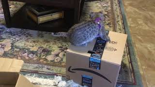 preview picture of video 'Feathers and boxes are a girl’s best friend.'